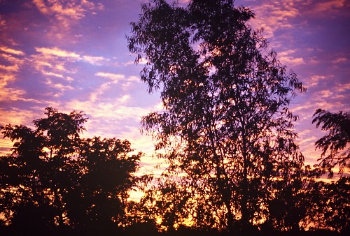 Darwin: trees. Photo: L. Bobke